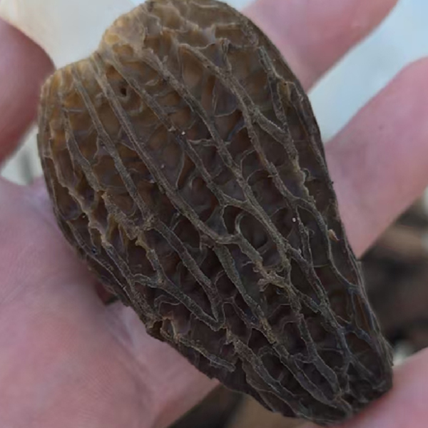 Morchella esculenta (L.) Pers