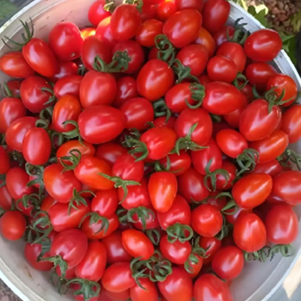 Cherry Tomato
